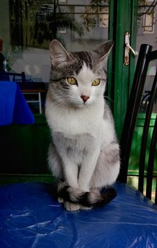 Kedi
