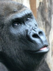 Intelligent looking female gorilla portrait