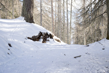 Passeggiata sulla neve
