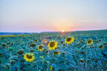Obraz premium Girasol