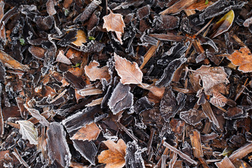 Frosted wood bark in forest floor. Forest soil texture background.

