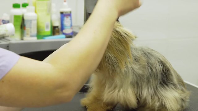 Grooming a little dog in pet grooming, hairdressing salon for dogs. Groomer using brush on dog.
