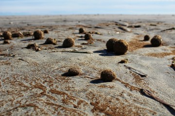 Fototapeta na wymiar Dry oceanic posidonia seaweed balls on the beach and sand texture