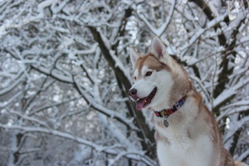 Fototapeta na wymiar Snow Dog
