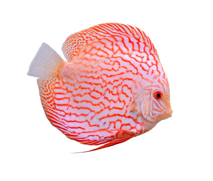 Spotted Red Map discus fish isolated on white background