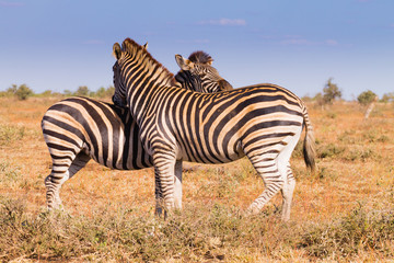 Fototapeta premium Couple of zebras from Kruger National Park, equus quagga