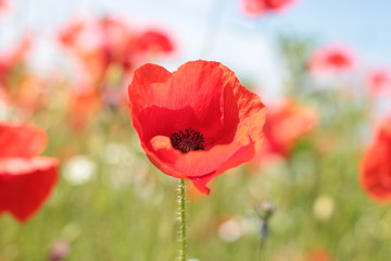 Naklejka premium Poppy