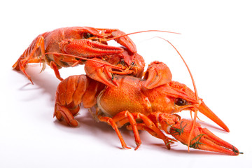 Crayfish on a white background.