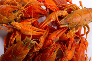 Crayfish isolated on white