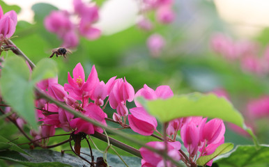 Mexican creeper pink flowers blooming vine plant with bee beautiful background