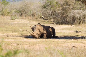 Obraz na płótnie Canvas White rhinoceros sleeping under a tree, South Africa