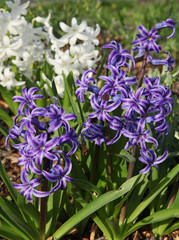 Jacinthes bleues