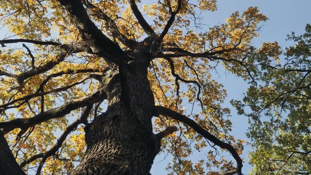 big beautiful tree trunk crone with yellow leaves in park or forest in sunny day