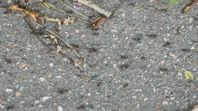 Red forest ants scurrying  foraging
