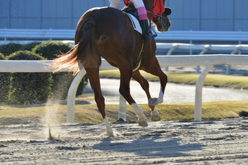 race horse