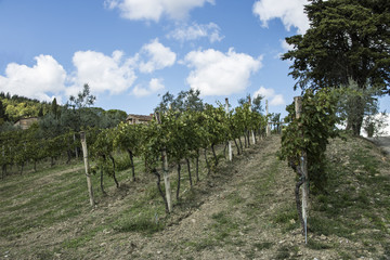 Fototapeta na wymiar Winery in Chianti in Greve, Tuscany, Italy