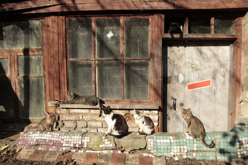 Cats in the courtyard of the old house