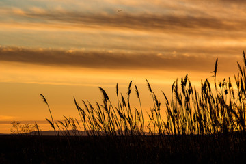 Marsh Reeds against an Orange Sky