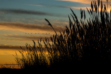 Marsh Reeds against a Blue and Orange Sky