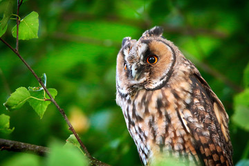owlet of long eared owl