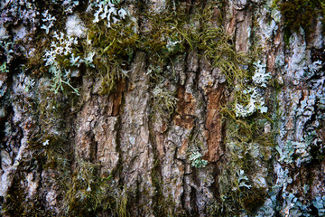 natural bark texture