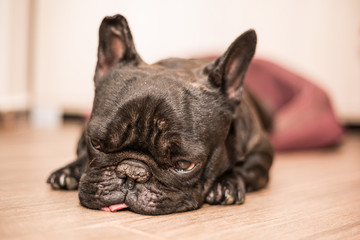 french bulldog sleeping