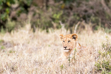 Baby Lion Lying in Graslands of Kenya