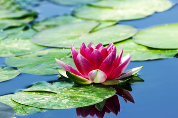 A pink water lily rests on still pond water.