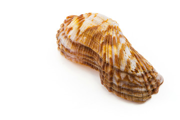 shell on white background, clipping part