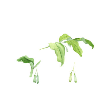 Watercolor illustration of polygonatum or Solomon's seal, isolated on white background. For use in scrapbooking, floristry or herbarium