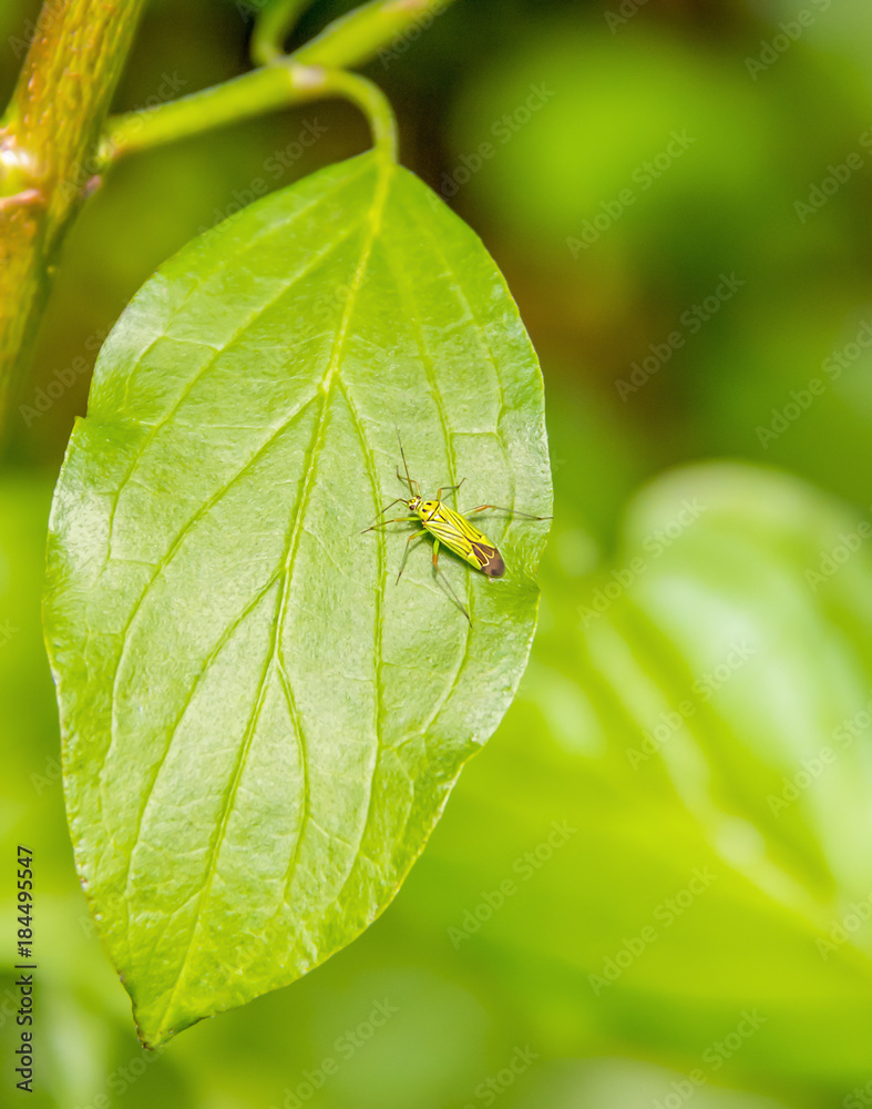 Wall mural small green beetle on green leaf