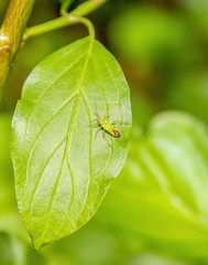 small green beetle on green leaf