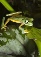 Lemur leaf frog (Agalychnis [Hylomantis] lemur), captive