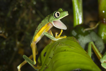 Lemur leaf frog (Agalychnis [Hylomantis] lemur), with open mouth, captive © Ivan Kuzmin