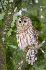 Barred owl (Strix varia) portrait (Georgia, USA).