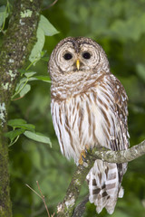 Barred owl (Strix varia) portrait (Georgia, USA).