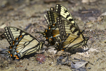 A group of tiger swallowtail butterflies (Papilio glaucas) licking wet mud at a lake bank (Georgia; USA).