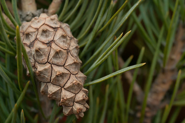 New Year's background image