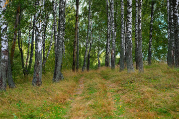 Fototapeta premium Road in forest