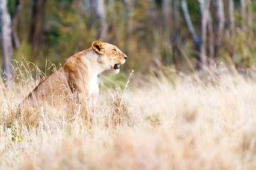 Profile Lioness in Grasslands of Africa
