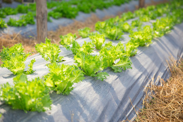 Salad Lettuce Plant agriculture farm field