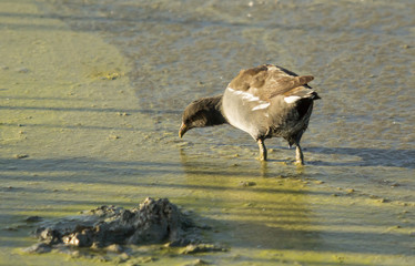Aves en el parque de Salburua, Spain