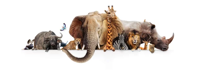 Safari Animals Hanging Over White Banner © adogslifephoto