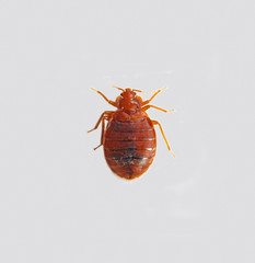 Cimex lectularius
