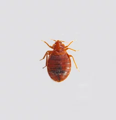 Cimex lectularius © Soufyane