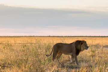 Lion at sunrise