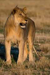 Lion at sunrise