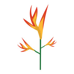 exotic tropical flower bird of paradise vector illustration