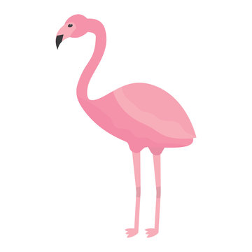 pink flamingo exotic bird decorative flat design vector illustration