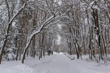 Winter Landscape with snow covered trees in South Park in city of Sofia, Bulgaria
